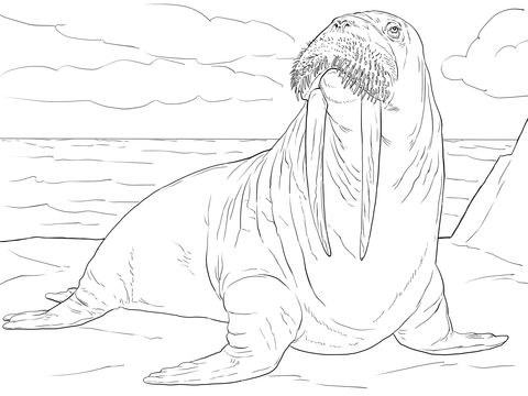 Adult Male Walrus Coloring Page